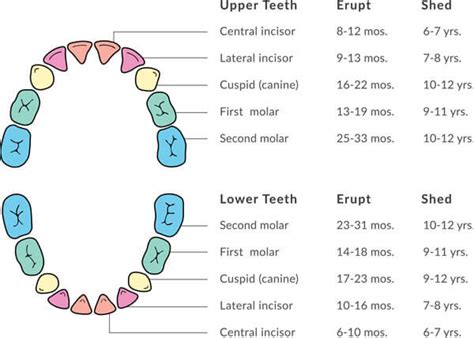 Tooth Eruption and Shedding in Guelph, Ontario | Bisson Dentistry