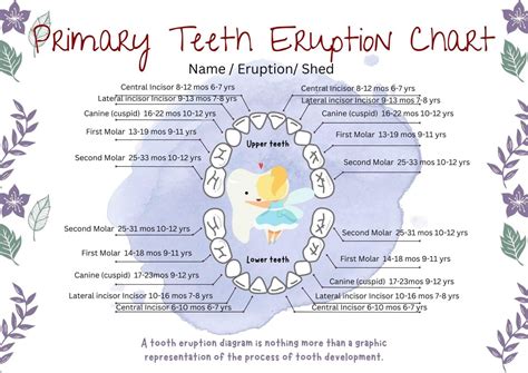 Tooth Eruption Chart & Timeline For Primary & Permanent Teeth