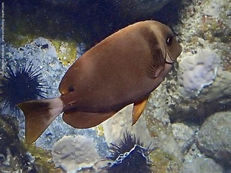 Snorkeling in Sharks Cove, Oahu | Snorkeling in Hawaii