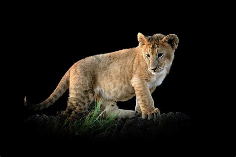 Lion cub isolated on black background Photograph by Volodymyr Burdiak | Fine Art America