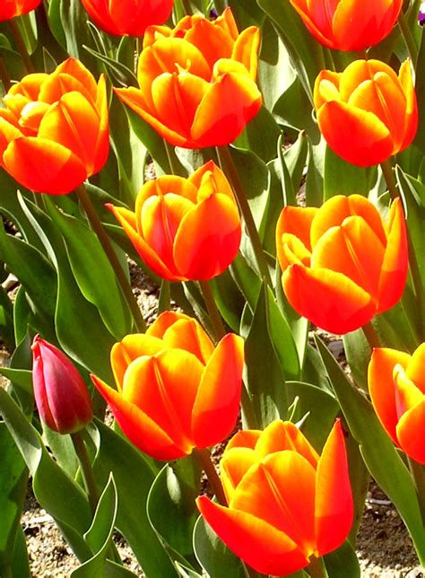 File:Red and yellow tulips.jpg