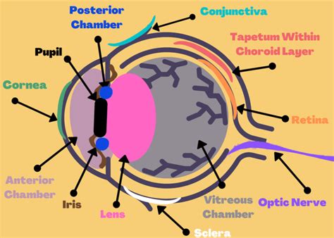 Anatomy Of Horse Eye