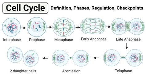 Cell Cycle- Definition, Phases, Regulation and Checkpoints | Cell cycle, Cell division, Cycle ...