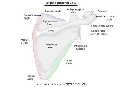 10 Infraglenoid Tubercle Images, Stock Photos & Vectors | Shutterstock