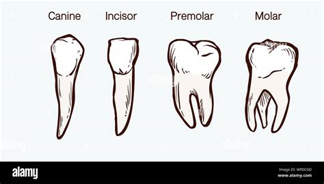 Types Of Teeth Diagram