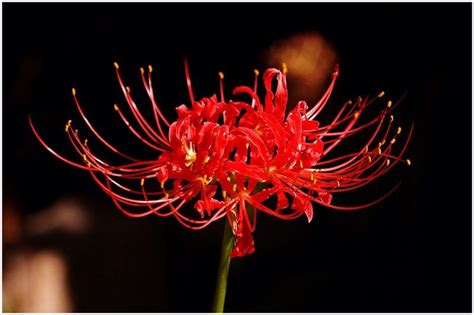 √70以上 red spider lily tokyo ghoul 343392-Red spider lily in japanese - Pictngamukjphupv