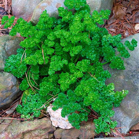 Curly-leaf parsley - FineGardening