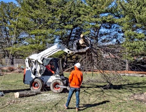 10 Signs a Tree in Your Yard Needs to Be Removed | Flipboard