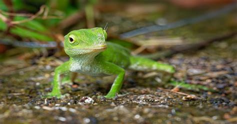 Anole Lizard - Learn About Nature