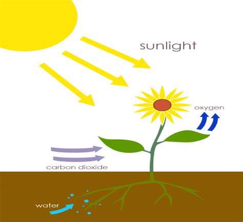 Photosynthesis - (Infomation + Facts) - Science4Fun