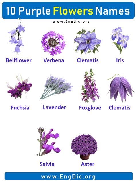 10 Purple Flowers Names with Pictures