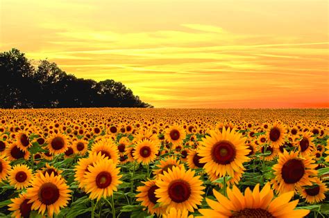 Sunflower Field Sunset Wallpaper