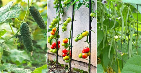 9 Most Popular Climbing Vegetable Plants in India • India Gardening