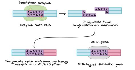 The Function Of Dna Ligase In Recombinant Technology Is To - technology