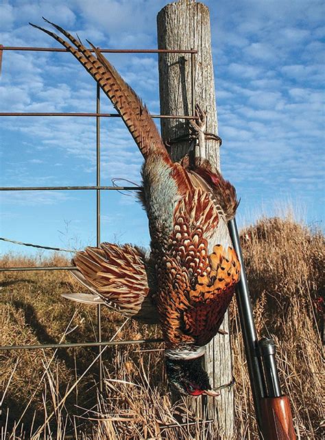 Dakota Pheasant Preview - Dakota Pheasant Guide