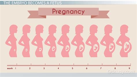 ️ 8 periods of human development. Erikson's Eight Stages of Development. 2019-02-02