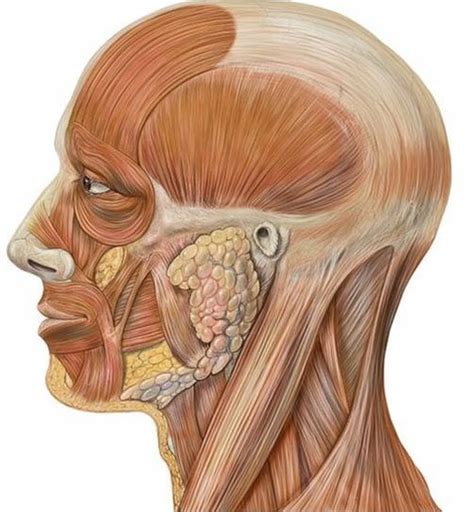 Skull Pain - DR. RUSSELL SCHIERLING