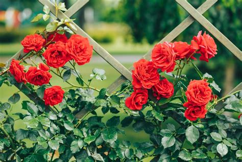 How to Grow Climbing Roses in Your Garden | Garden Design