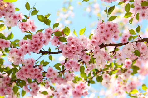 Cherry Blossom Wallpapers HD - Wallpaper Cave