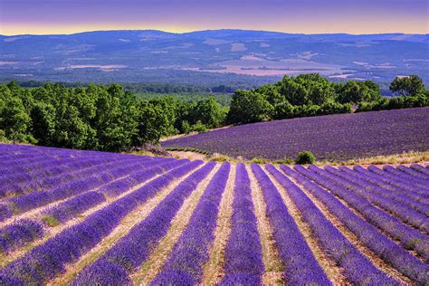 Blooming lavender fields in Provence, France Photograph by Boris Stroujko - Pixels