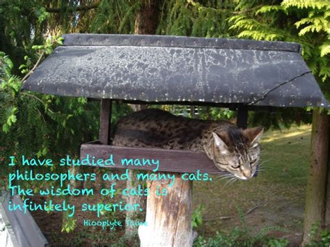 Cat Wisdom Quotes. QuotesGram