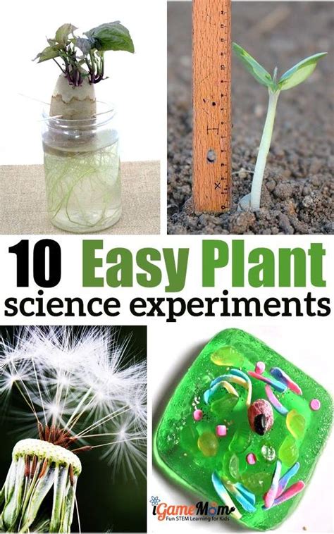 10 Plant Science Experiments for Kids