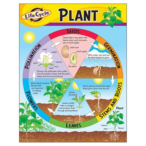 Life Cycle of a Plant Learning Chart, 17" x 22" - T-38179 | Trend Enterprises Inc. | Science