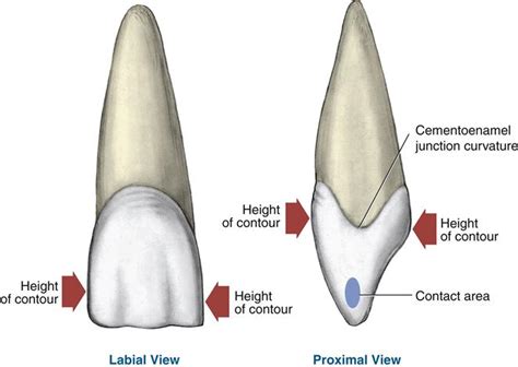 16. Permanent Anterior Teeth | Pocket Dentistry