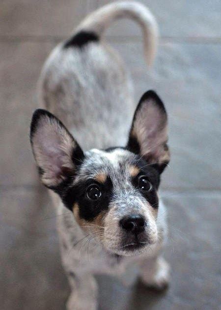 Blue heeler chihuahua mix Temperament, Size, Adoption, Lifespan, Price