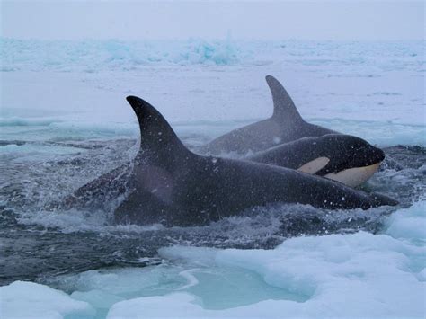 Killer Whales Are Expanding into the Arctic, Then Dying as the Ice Sets In | Hakai Magazine