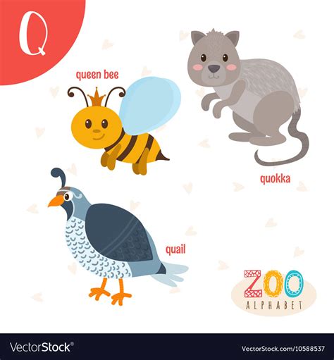 Letter q cute animals funny cartoon animals Vector Image