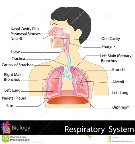 Respiratory Diagram To Label