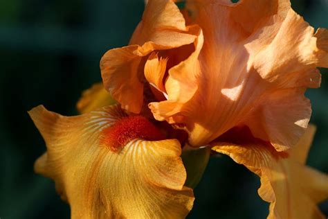 Bearded Iris: The Most Popular Flower With the Most Colors - Epic Gardening