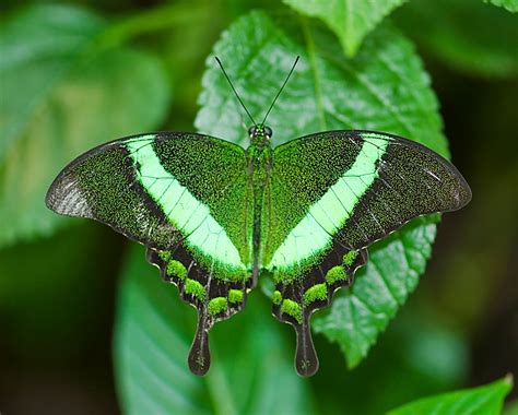 Blok888: Top 10 Most Beautiful Butterflies in the world