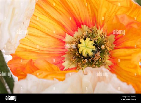 Daisy and poppy flowers bouquet Stock Photo - Alamy