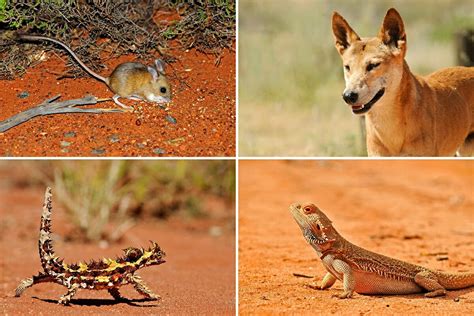 Animals In Australian Desert