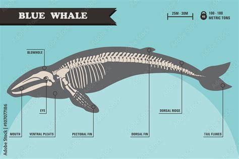 Blue whale skeleton. Stock Vector | Adobe Stock