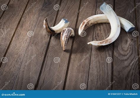 Boar tusk stock image. Image of bone, warthog, hunting - 51841227