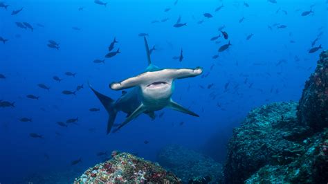 The Pros and Cons of Being a Hammerhead Shark - The New York Times