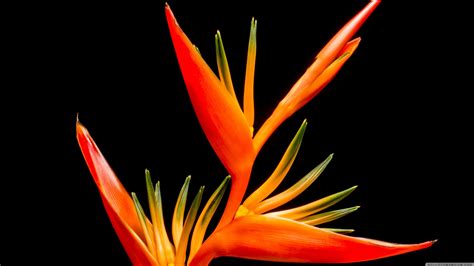 Exotic Flowers Wallpaper (52+ images)