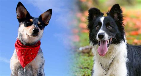 Blue Heeler Border Collie Mix – A Loyal and Energetic Companion