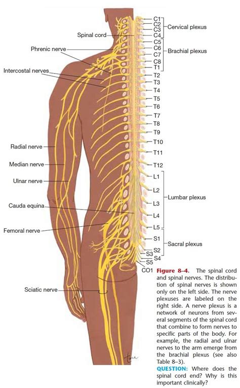 Spinal Nerve Anatomy