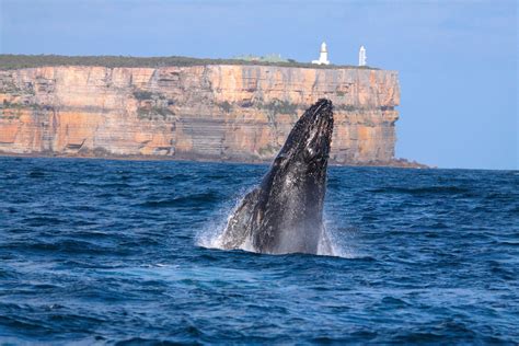 Jervis Bay Whale Watching | Wheeleasy