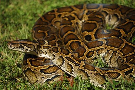 Is A Burmese Python A Constrictor? - ReptileStartUp.com