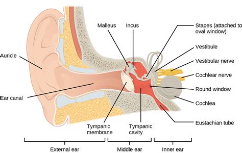 Diagram Of Inner Ear Parts