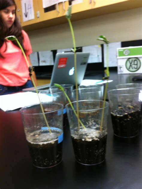 The Story of the Seed: Seed Germination Lab Report