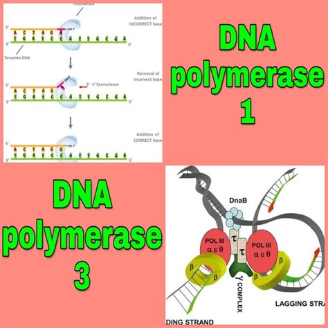 Dna Polymerase 3 Vs 1: Understanding The Differences – Universe Rant