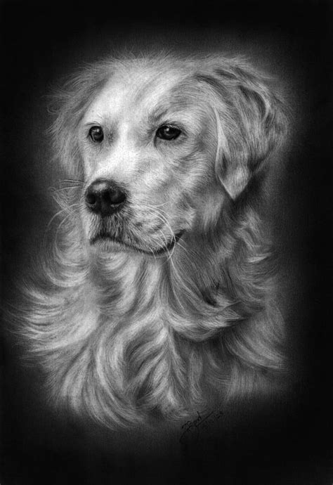 My Dog Realistic Pencil Drawing Drawing by Prabath Zoysa | Saatchi Art