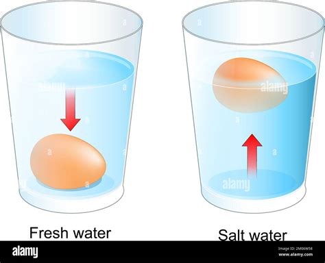 Egg test. Two glasses with Fresh and salt water. experiment for kids about Water Density. Vector ...