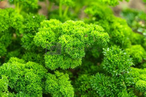 Curly parsley by oksix Vectors & Illustrations with Unlimited Downloads - Yayimages